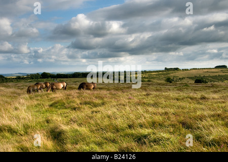 Exmoor pony vicino a Dulverton. Parco Nazionale di Exmoor. Somerset. Inghilterra Foto Stock