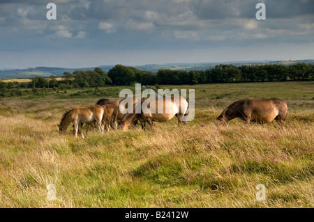 Exmoor pony vicino a Dulverton. Parco Nazionale di Exmoor. Somerset. Inghilterra Foto Stock