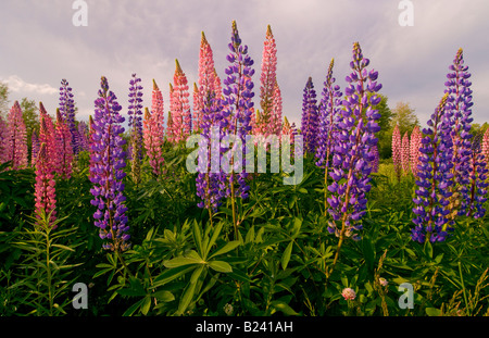Canada New Brunswick paesaggio di multi colorati fiori di lupino Baia di Fundy regione Costa Fundy Foto Stock