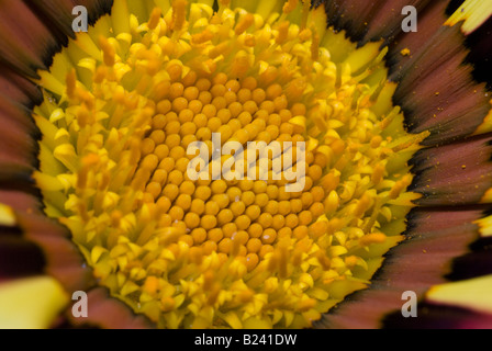 Gazania - Strisce di Tiger (Gazania rigens o tesoro fiore) Foto Stock