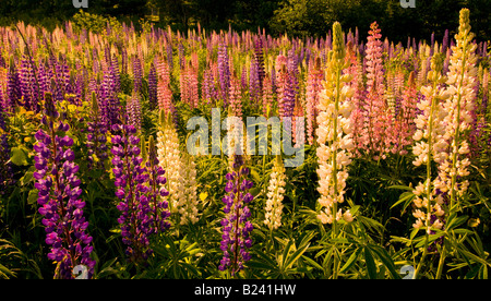 Canada New Brunswick paesaggio di multi colorati fiori di lupino Baia di Fundy regione Costa Fundy Foto Stock