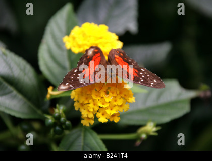 Brown pavone o Scarlet farfalla pavone Anartia amathea Nymphalidae aka il Coolie Foto Stock