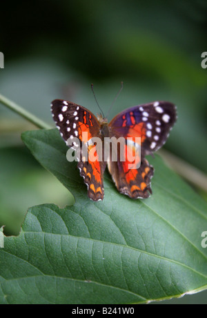 Brown pavone o Scarlet farfalla pavone Anartia amathea Nymphalidae aka il Coolie Foto Stock