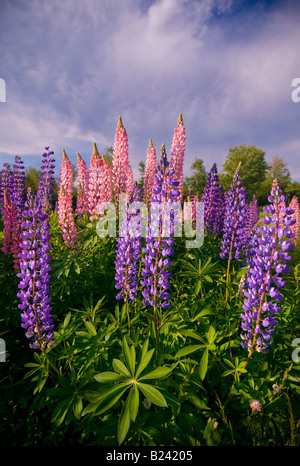 Canada New Brunswick paesaggio di multi colorati fiori di lupino Baia di Fundy Foto Stock