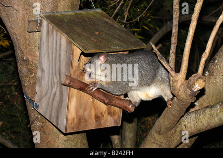 Common brushtail possum, trichosurus volpetta, singolo adulto entrando in una scatola Foto Stock