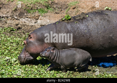 Felice Madre dolce e carino piccolo baby hippo close up alimentazione nel soleggiato verde marsh in Masai Mara del Kenya Foto Stock