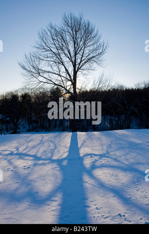 Un albero di acero e la sua ombra nella neve in inverno in Troy, New Hampshire. Foto Stock