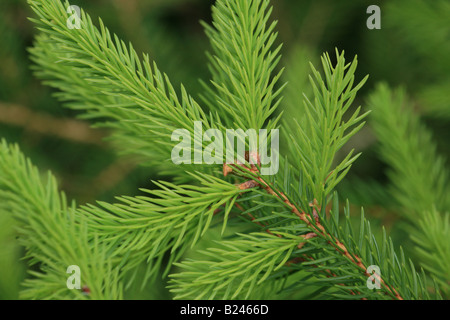 Aghi di abete, Picea abies, in estate su un abete ai piedi delle montagne Andersnatten in Eggedal, Norvegia. Foto Stock