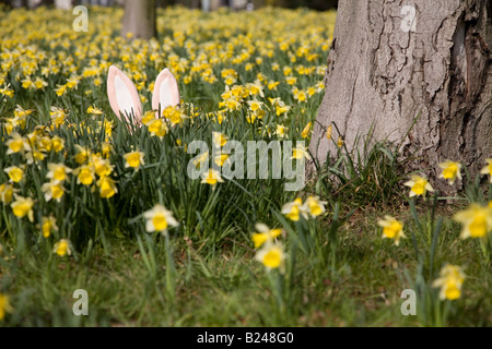 Coniglietto di pasqua di nascondersi dietro i narcisi Foto Stock