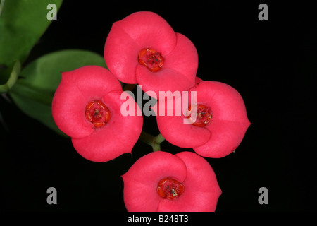 Fiori rossi della Corona delle spine, (pianta del Cristo), in un giardino a Penonome, provincia di Cocle, della Repubblica di Panama. Foto Stock