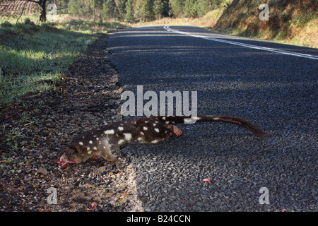 Spot tailed quoll road kill Foto Stock