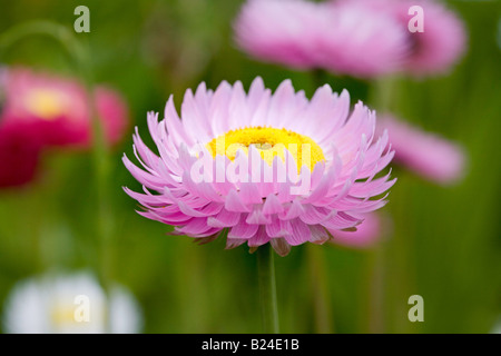 Rosa Elicriso 'Strawflower' Bracteantha Foto Stock