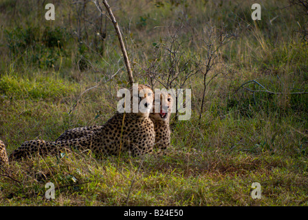 Una madre cheetah e adozione di un cucciolo, appena dopo un pasto, in Phinda Game Reserve, Sud Africa Foto Stock