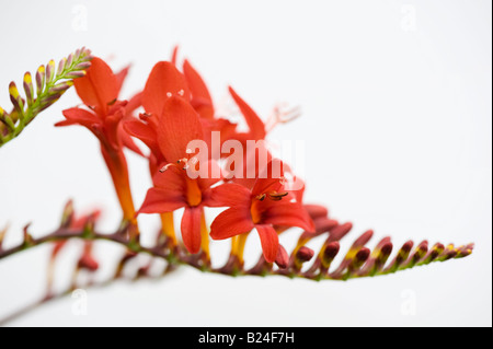 Crocosmia lucifer fiore con shallow DOF su sfondo bianco Foto Stock