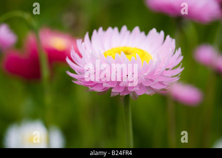 Rosa Elicriso 'Strawflower' Bracteantha Foto Stock