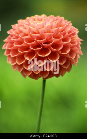 Dahlia 'Wootton Cupido' Foto Stock