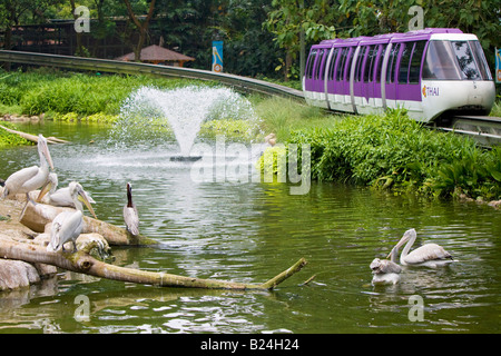 Una monorotaia andare passato pellicani a Jurong Bird Park a Singapore Foto Stock