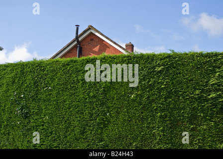 Tall leylandii conifera sempreverde hedge cresciuto per nascondere la nuova proprietà su un appezzamento limitrofo Foto Stock