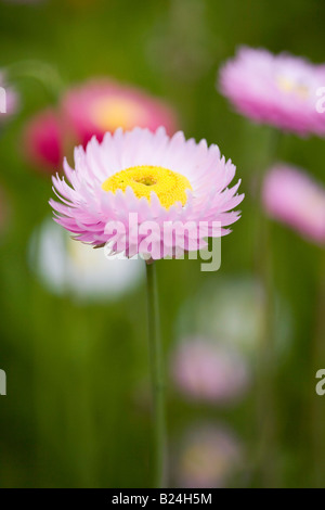 Rosa Elicriso 'Strawflower' Bracteantha Foto Stock