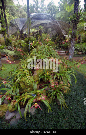 Raccolta di orchidee compresi (in primo piano) Phragmopedilum lemoinierianum, a Bedugul Botanic Gardens, Bali, Indonesia Foto Stock