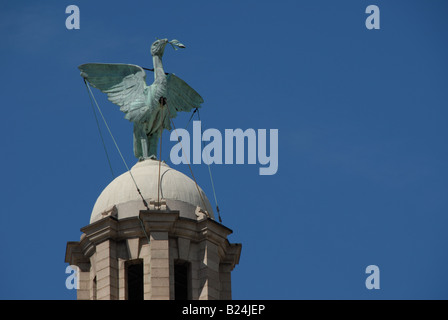 Uno degli Uccelli del fegato sulla sommità dell'edificio di fegato al Pier Head in Liverpool, completato nel 1911. Foto Stock