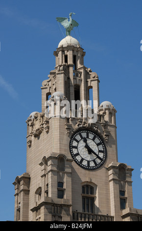 Uno degli Uccelli del fegato sulla sommità dell'edificio di fegato al Pier Head in Liverpool, completato nel 1911. Foto Stock