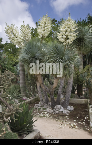 Yucca thompsoniana Foto Stock