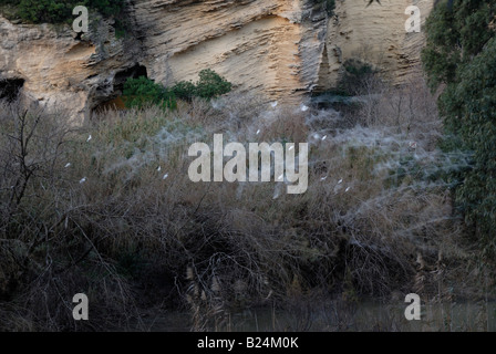 Bianco airone guardabuoi roost nella struttura ad albero, con gli uccelli sfocati in volo a causa della lenta velocità otturatore della fotocamera Foto Stock
