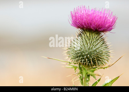 Spear Thistle Cirsium vulgare Foto Stock