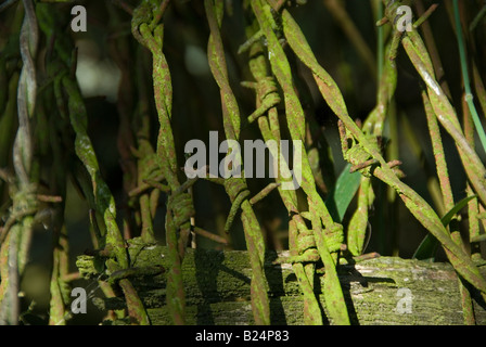 Foto di stock di una vecchia bobina di ruggine e verde filo spinato Foto Stock