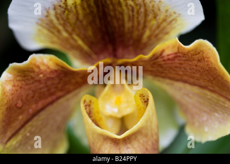 Paphiopedilum Orchidee ibrido Foto Stock