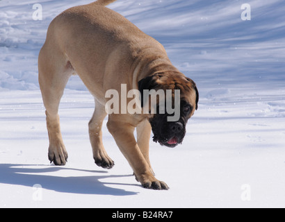 Un bellissimo beige / fawn bullmastiff (maschio) nel nevoso inverno canadese, la riproduzione e il riposo nella neve. Questi cani amano la neve. Foto Stock