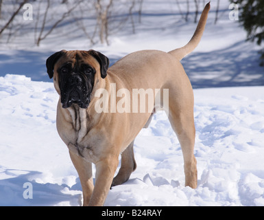 Un bellissimo beige / fawn bullmastiff (maschio) nel nevoso inverno canadese, la riproduzione e il riposo nella neve. Questi cani amano la neve. Foto Stock