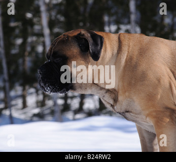 Un bellissimo beige / fawn bullmastiff (maschio) nel nevoso inverno canadese, la riproduzione e il riposo nella neve. Questi cani amano la neve. Foto Stock