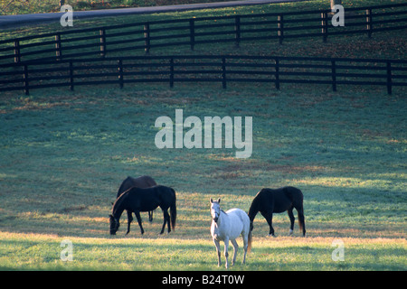 I cavalli purosangue a kentucky farm in mattinata a sunrise Foto Stock