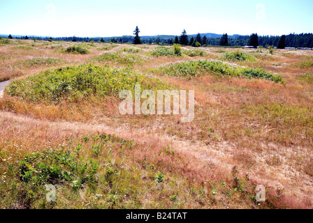 Mima Mounds Area Naturale preservare Foto Stock