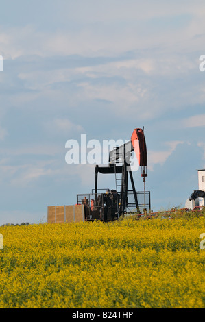 Una pompa olio in un campo di colza Foto Stock