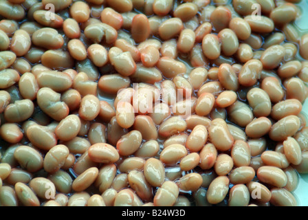 Great Northern fagioli un grande fagiolo bianco che ricorda il fagiolo di lima in forma ma che ha un delicato e caratteristico sapore. Foto Stock