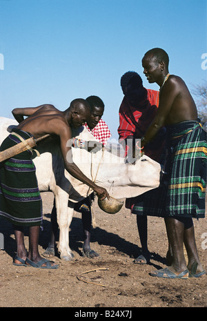 Samburu anziani prelievo di sangue dalla vena in vacche collo villaggio nei pressi di Samburu Riserva nazionale del Kenya Africa orientale Foto Stock