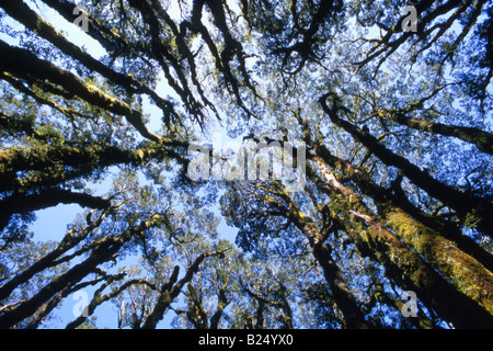 La tettoia di montagna (faggio Nothofagus solandri) visto dal di sotto, chiave vertice, Routeburn Track, Fiordland, Nuova Zelanda Foto Stock