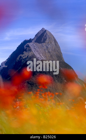 Mitre Peak (Milford Sound), Fiordland, Nuova Zelanda, visto attraverso sfocato fiori estivi Foto Stock