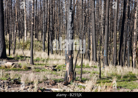Dopo l incendio di foresta - Kaibab National Forest Arizona USA Foto Stock