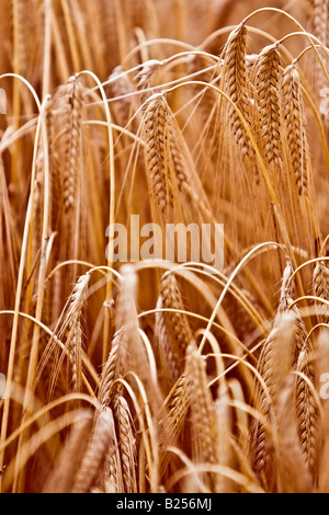 Dorate spighe di grano Foto Stock