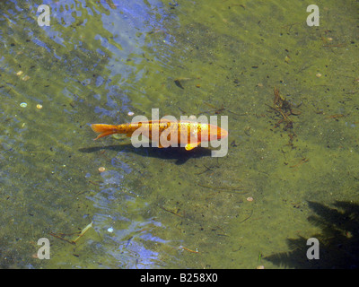 Carpa nuoto in stagno Foto Stock