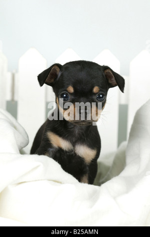 Puppy in piedi sul bianco asciugamano turco Foto Stock