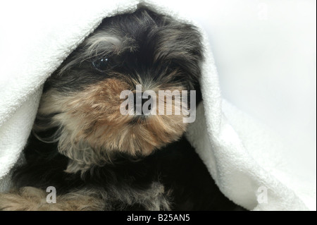 Cucciolo e turco bianco asciugamano Foto Stock