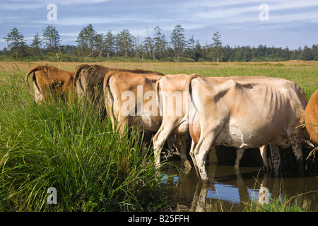 Backsides di vacche Jersey a trogolo di acqua Foto Stock