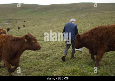 Agricoltore agricoltore di alimentazione alimentando il suo luing mandria nel Yorkshire Dales, REGNO UNITO Foto Stock