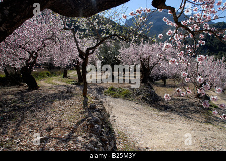 Via attraverso il frutteto di mandorle in fiore, vicino Fachecha, Provincia di Alicante, Comunidad Valenciana, Spagna Foto Stock