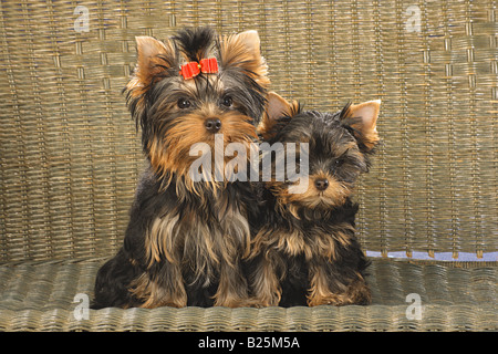 Due giovani Yorkshire Terrier - seduta Foto Stock